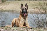 MALINOIS 593